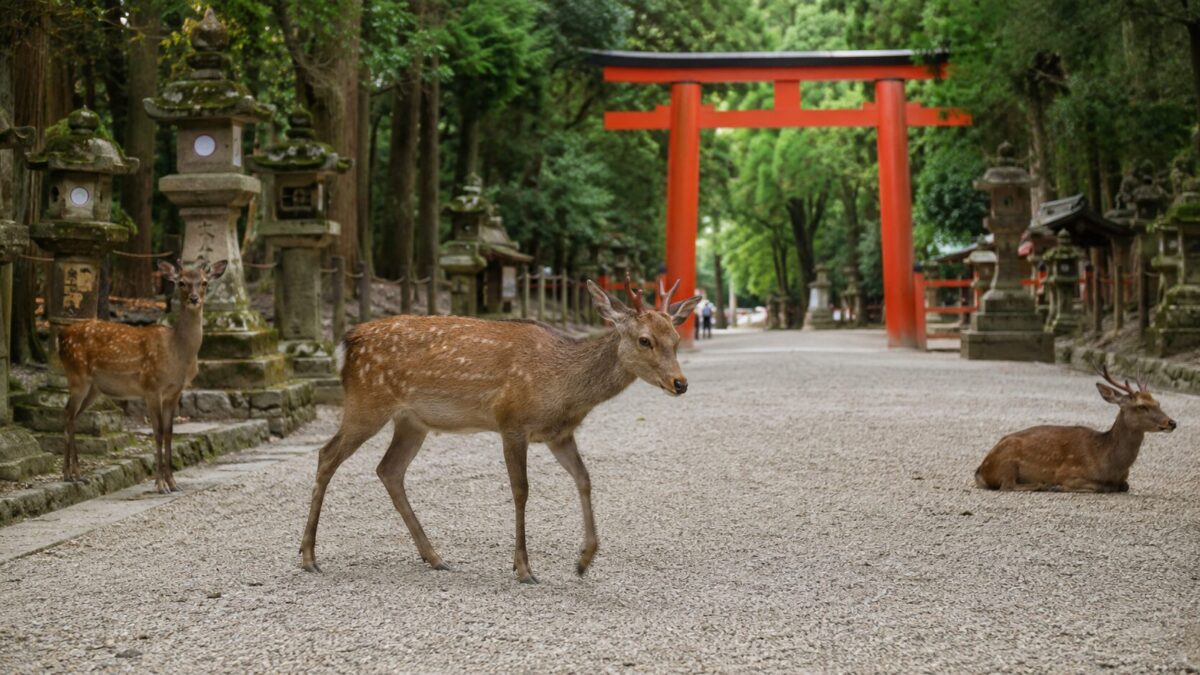 A deer walking among stone lanterns near Kasuga Taisha in Nara