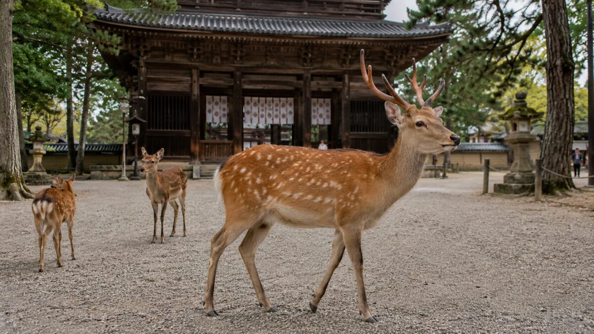 Wild deer resting near an ancient temple in Nara Park