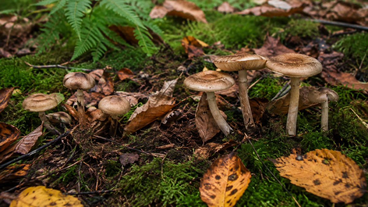 Unidentified wild mushrooms growing naturally on a forest floor in Japan